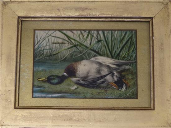 William Cruickshank (1841-1922), gouache on ivorine plaque, three miniature studies of dead game birds, 12.5cm x 10.5cm (largest)